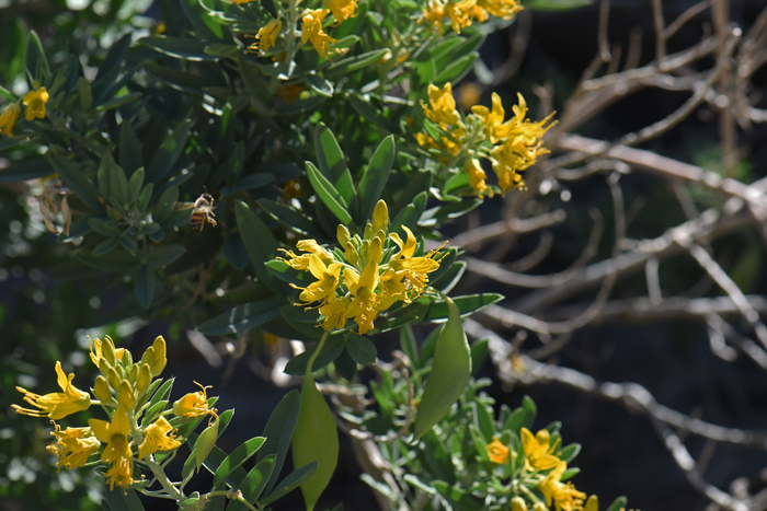 Bladderpod Spiderflower is a perennial native with green or gray-green leaves and each leaf has a mostly short stem or petiole. The leaves are palmately compound with 3 leaflets mostly oblong-elliptic and with toothed leaf margins. Cleome isomeris